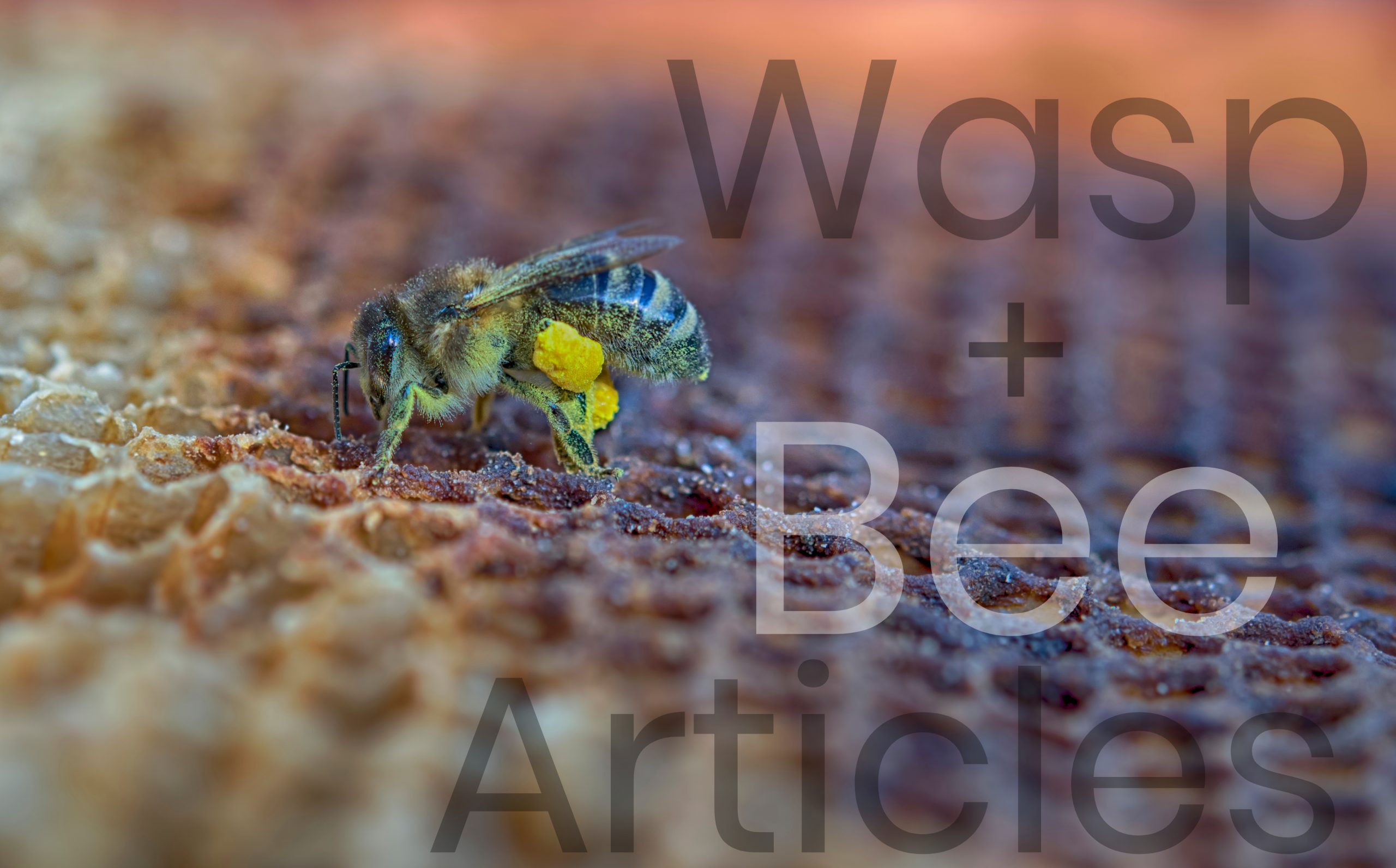 Bees and Wasps Articles