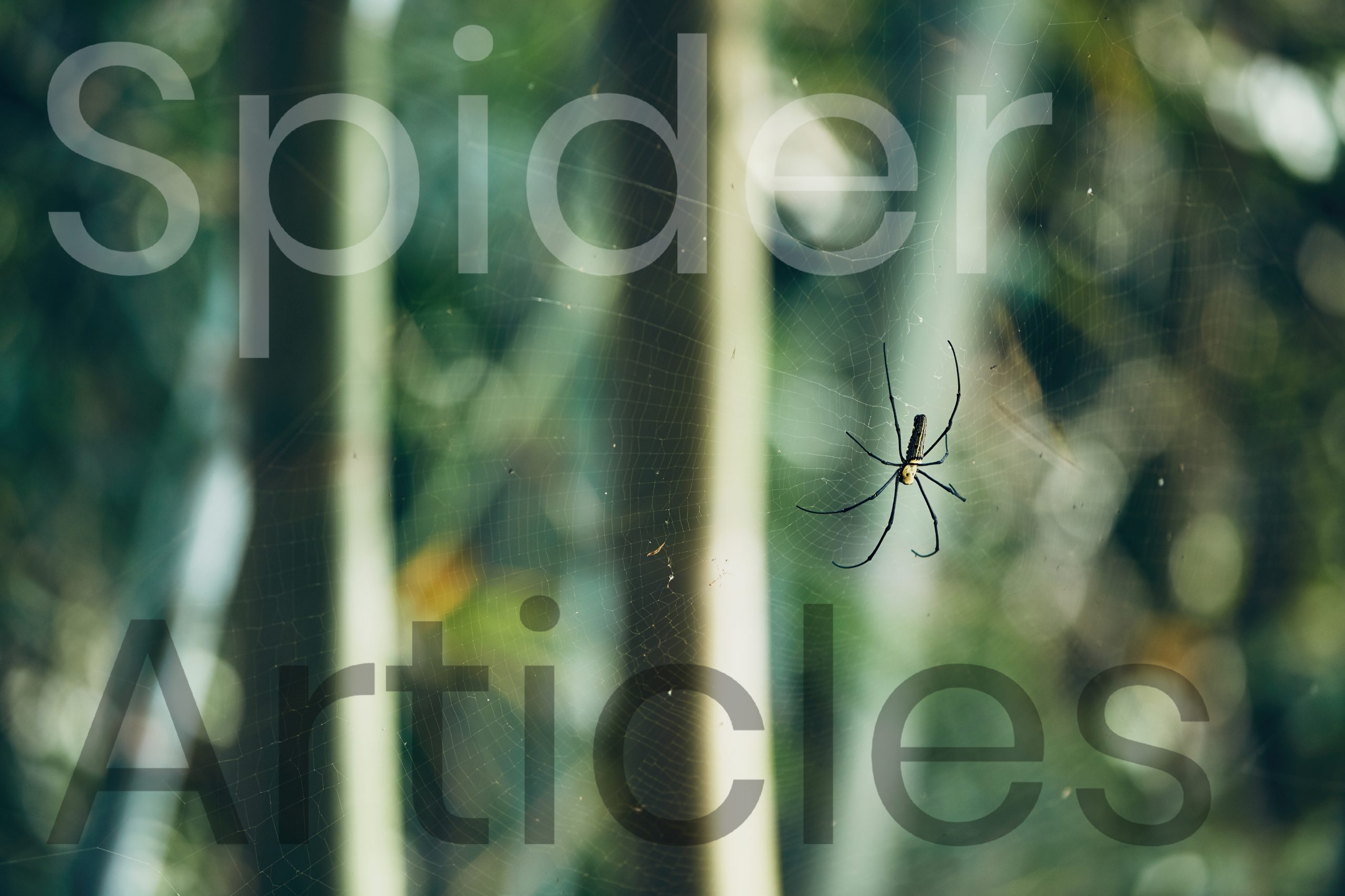 Spiders Articles