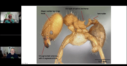 All Things Ants with Daniel D. Dye II