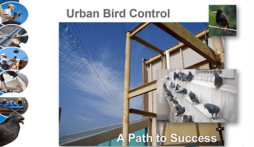 Bird control made easy with Ray Olschewski 