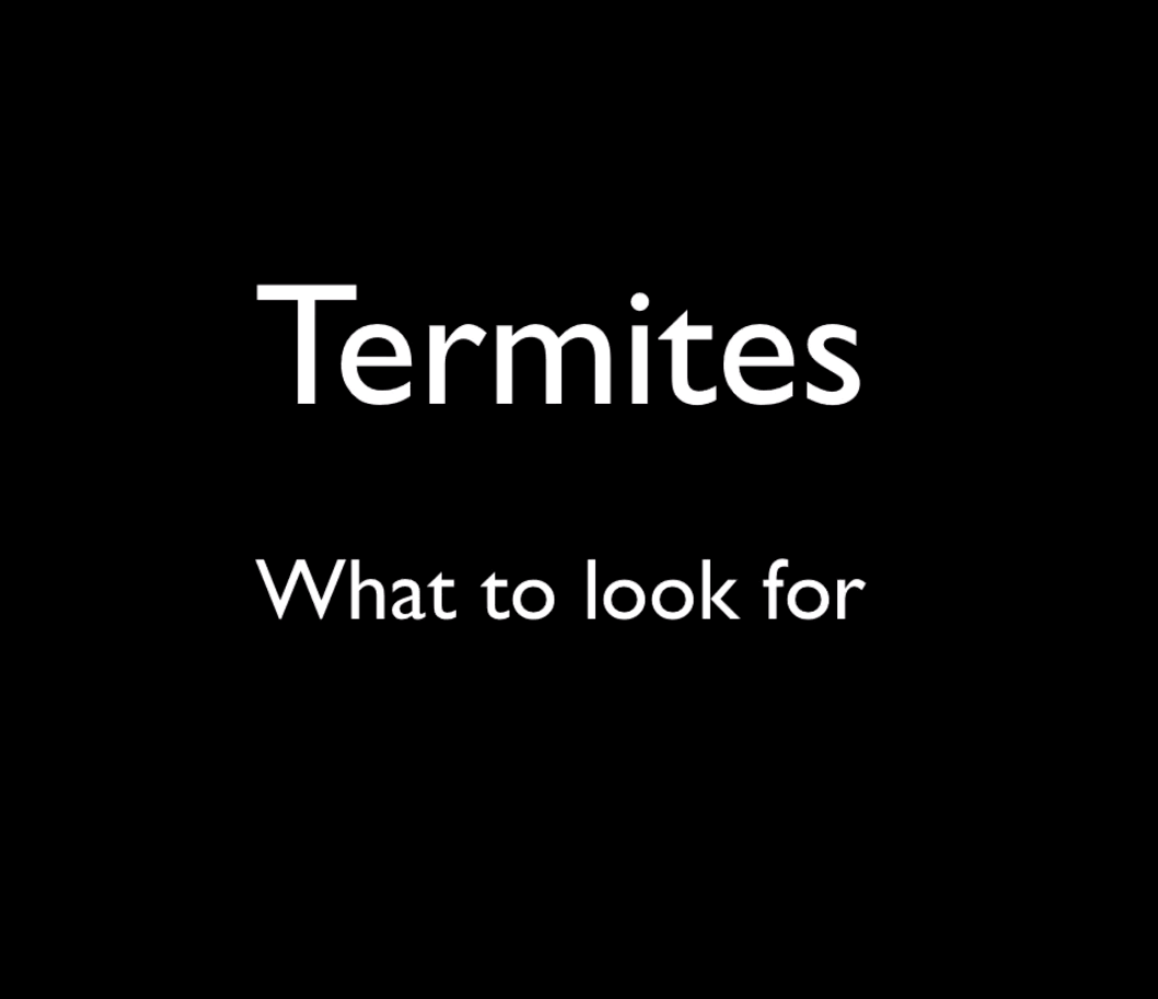 Improving Termite Detection and all Things Roaches with Daniel D. Dye II and Jerry Schappert