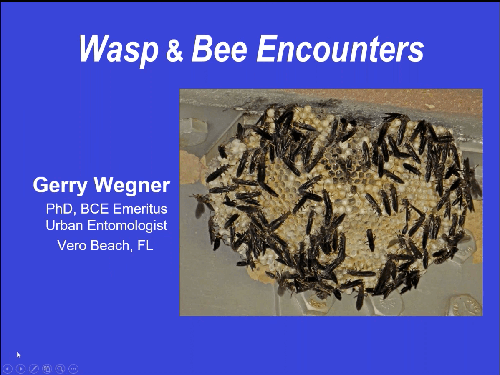Wasp and bee encounters with Dr. Gerry Wegner