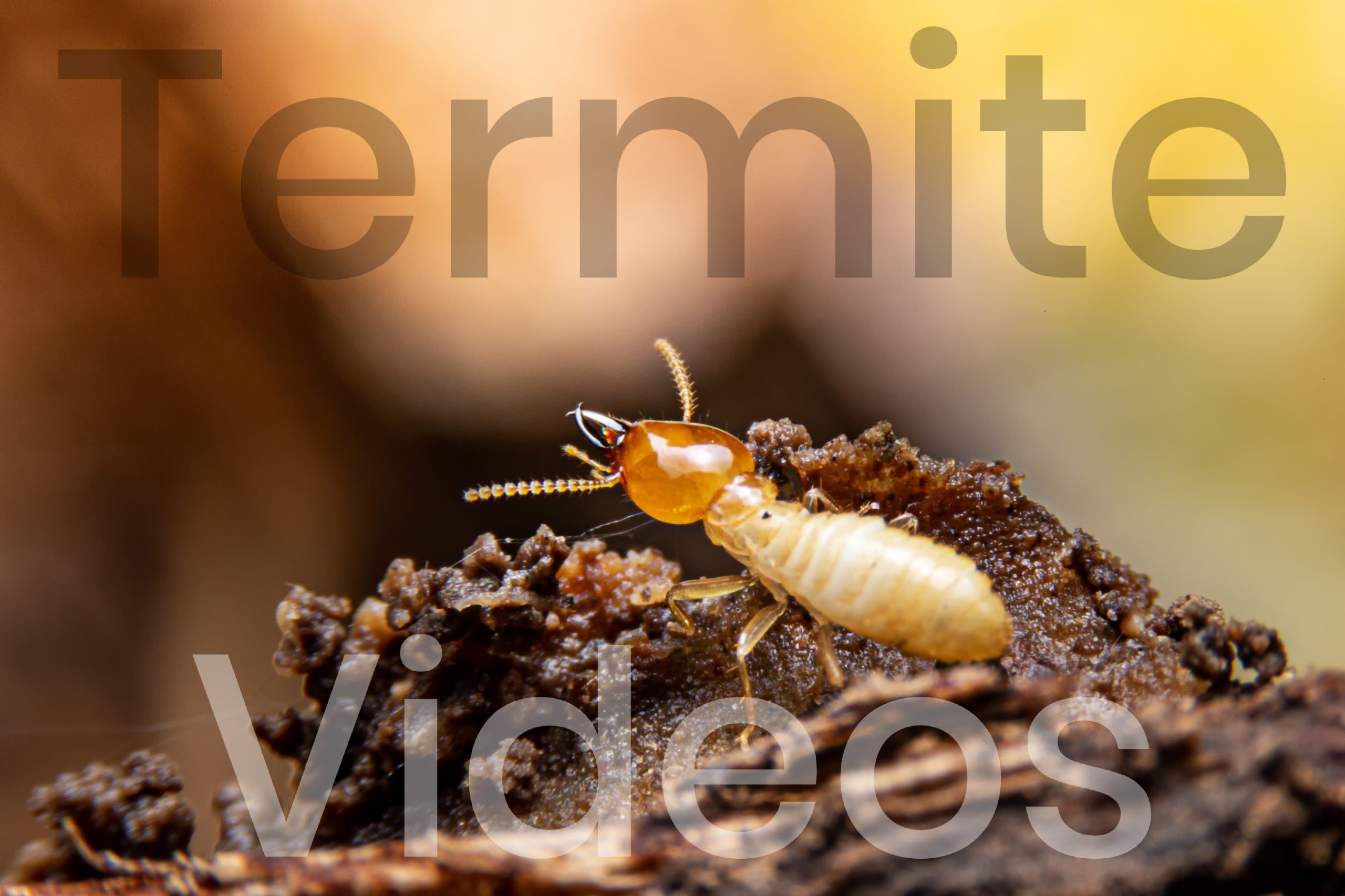 Termite Videos