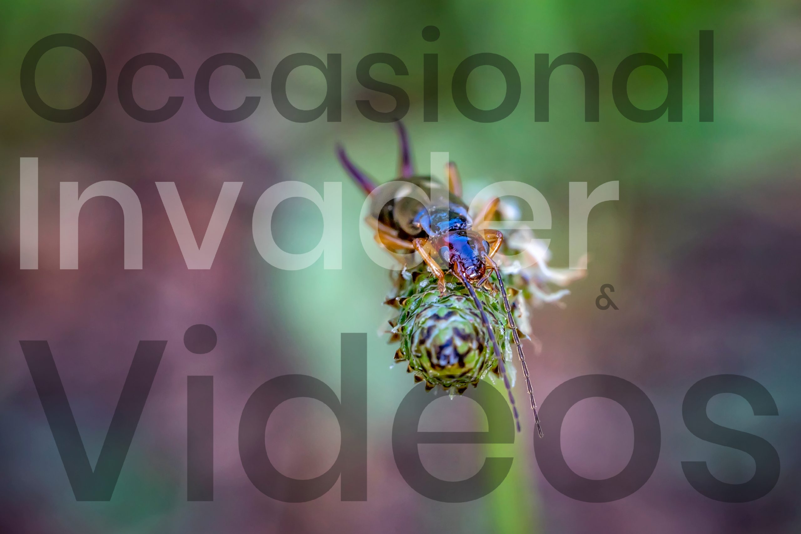 Occasional Invaders Videos