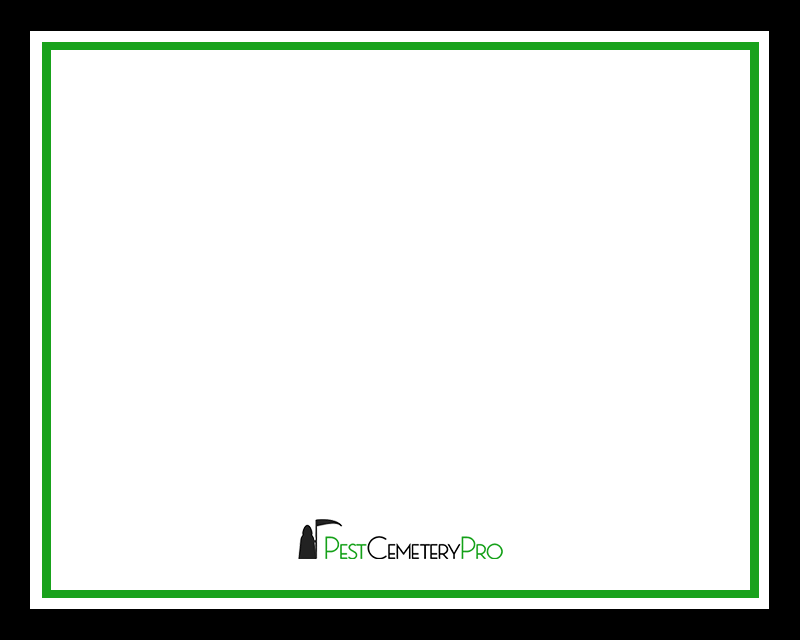 Certificate Background